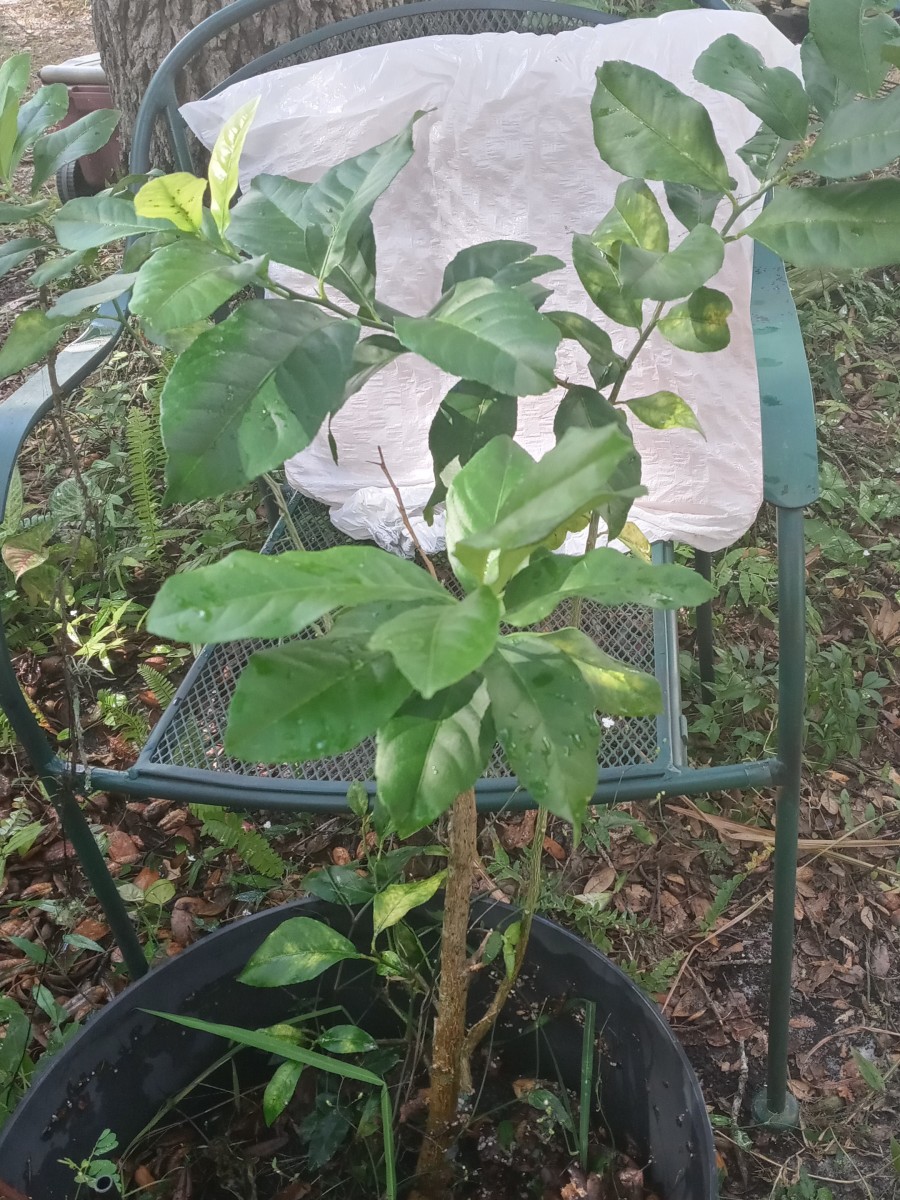 Growing a Lemon Tree From Seeds at Home