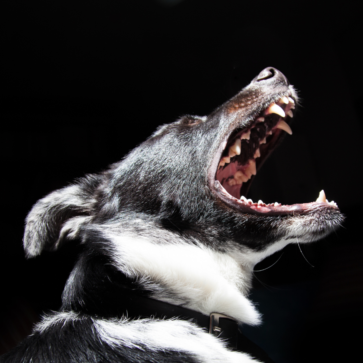 吸血兽通常以狗为目标，尽管它也以攻击牲畜而闻名，有一次还攻击了人。
