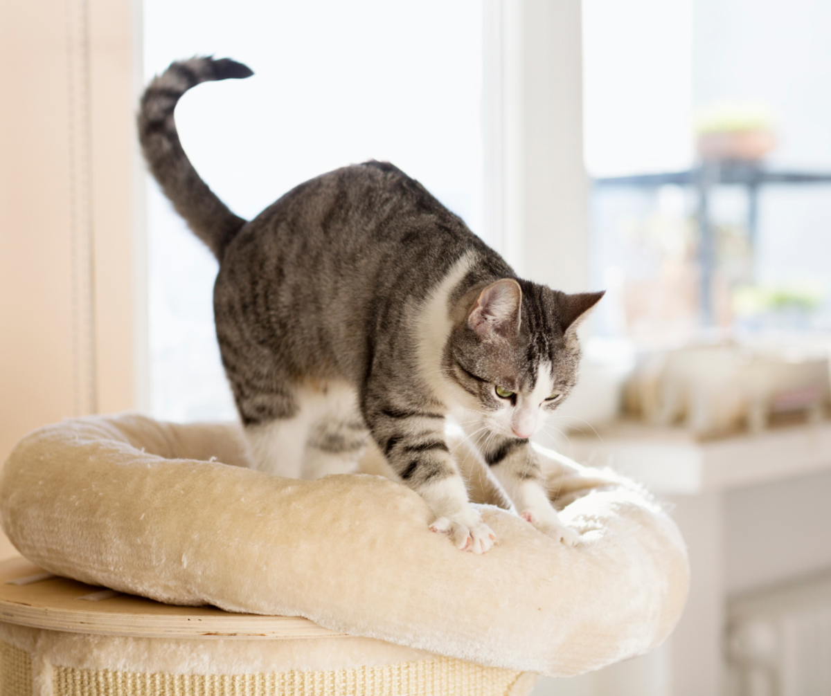 Why Do Cats Knead? The Mysterious Case of the Cat Kneading Behaviour