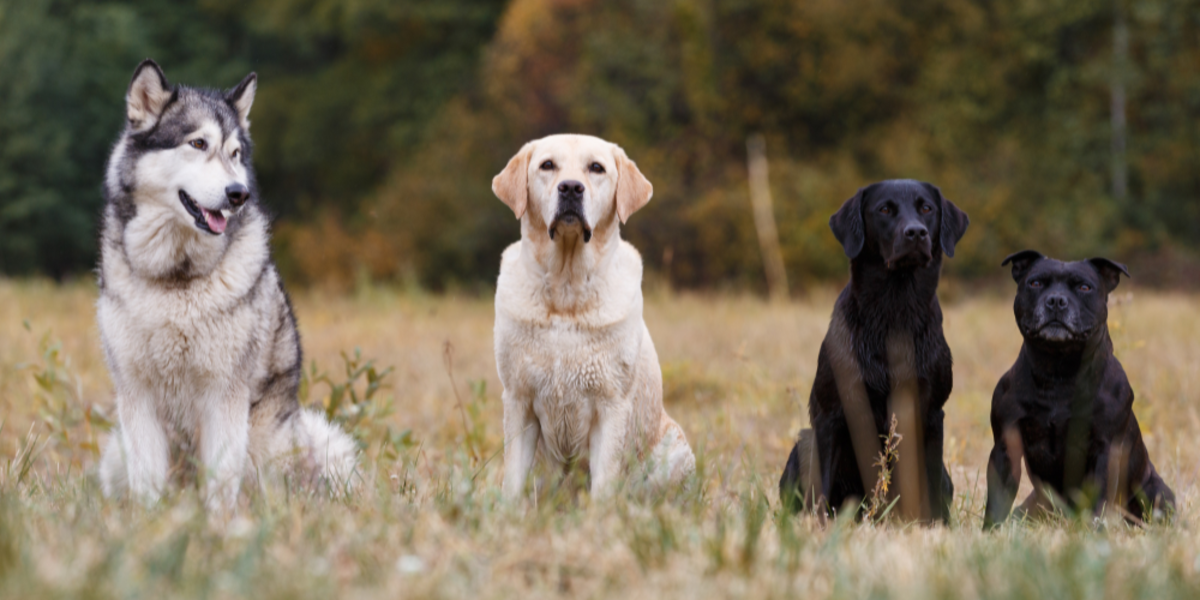 How to Choose the Right Dog for Your Family: 6 Important Factors to Consider