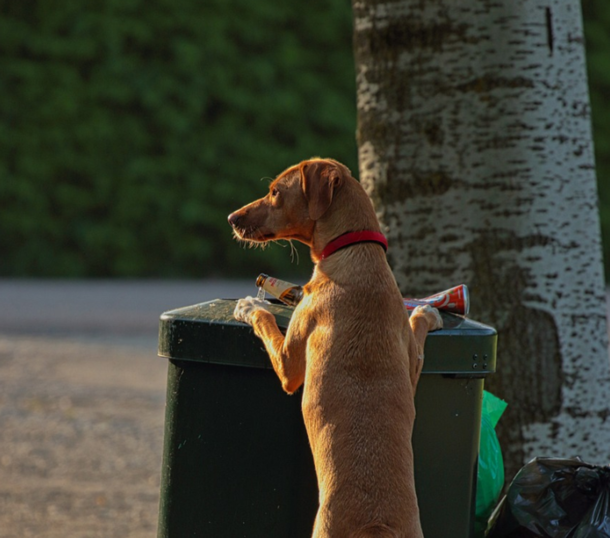 Many dogs will raid the trash and lick soda from cans. The sharp edges of aluminum cans can cause cuts to a dog's tongue.  