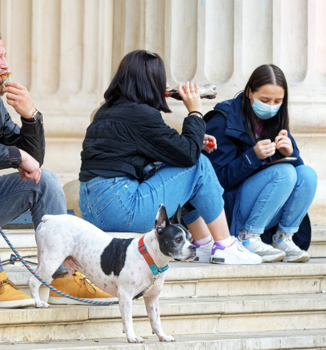 Is It Safe For Dogs To Drink Soda PetHelpful