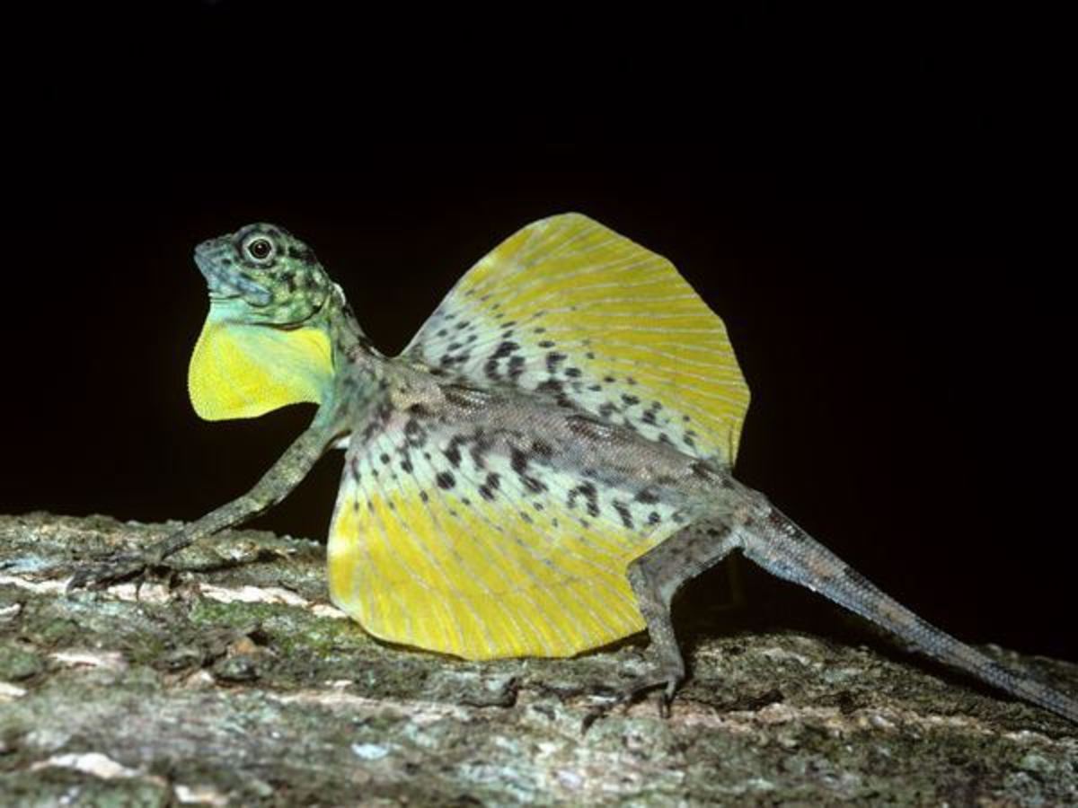 10-types-of-lizards