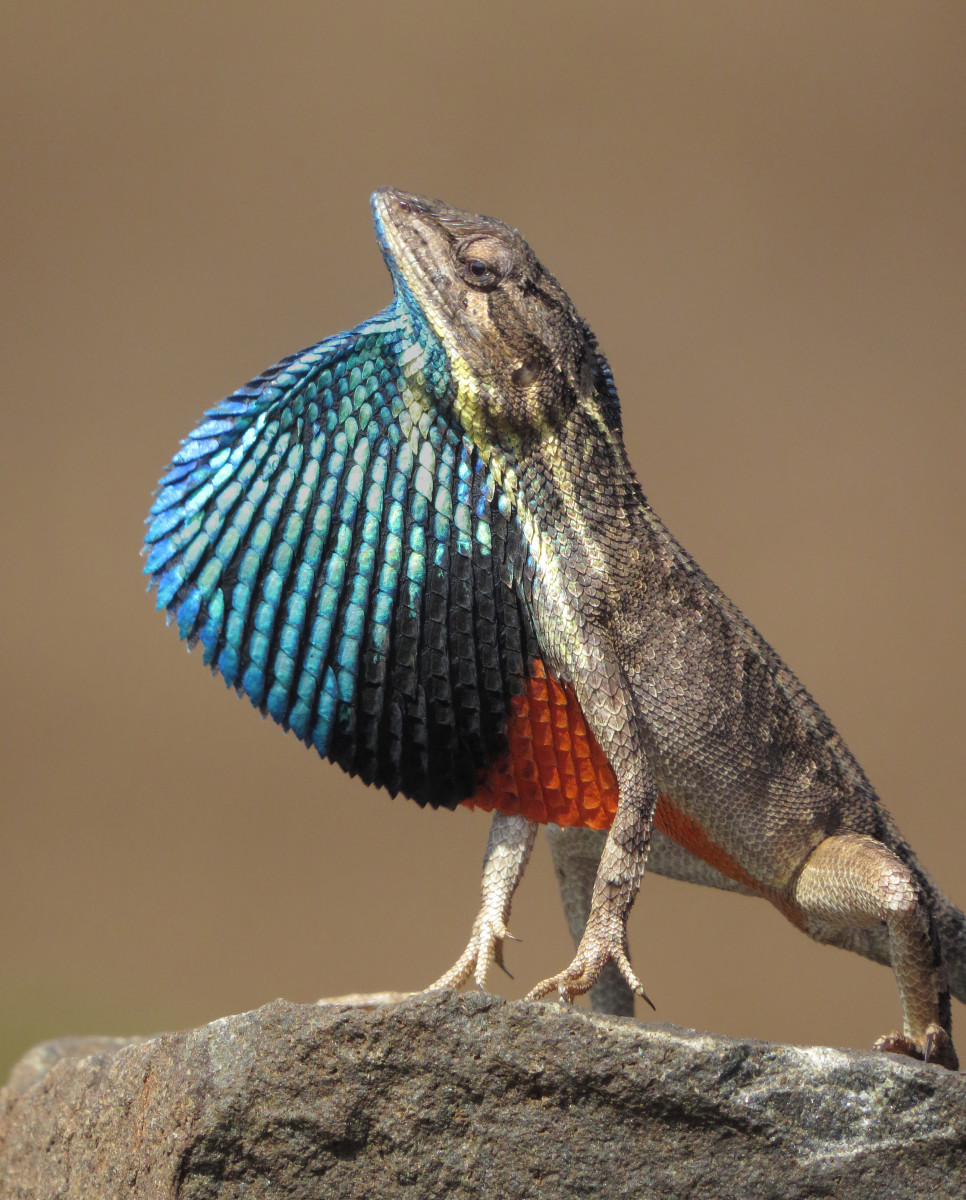 10-types-of-lizards