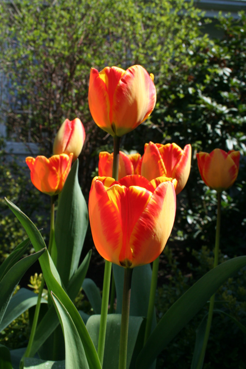 bloomed yellow and red tulips