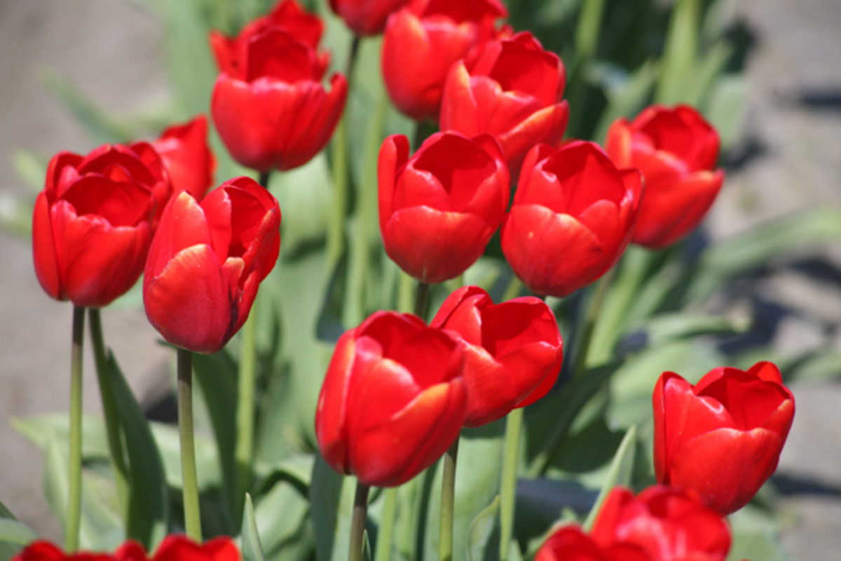 Gorgeous & bold red tulips