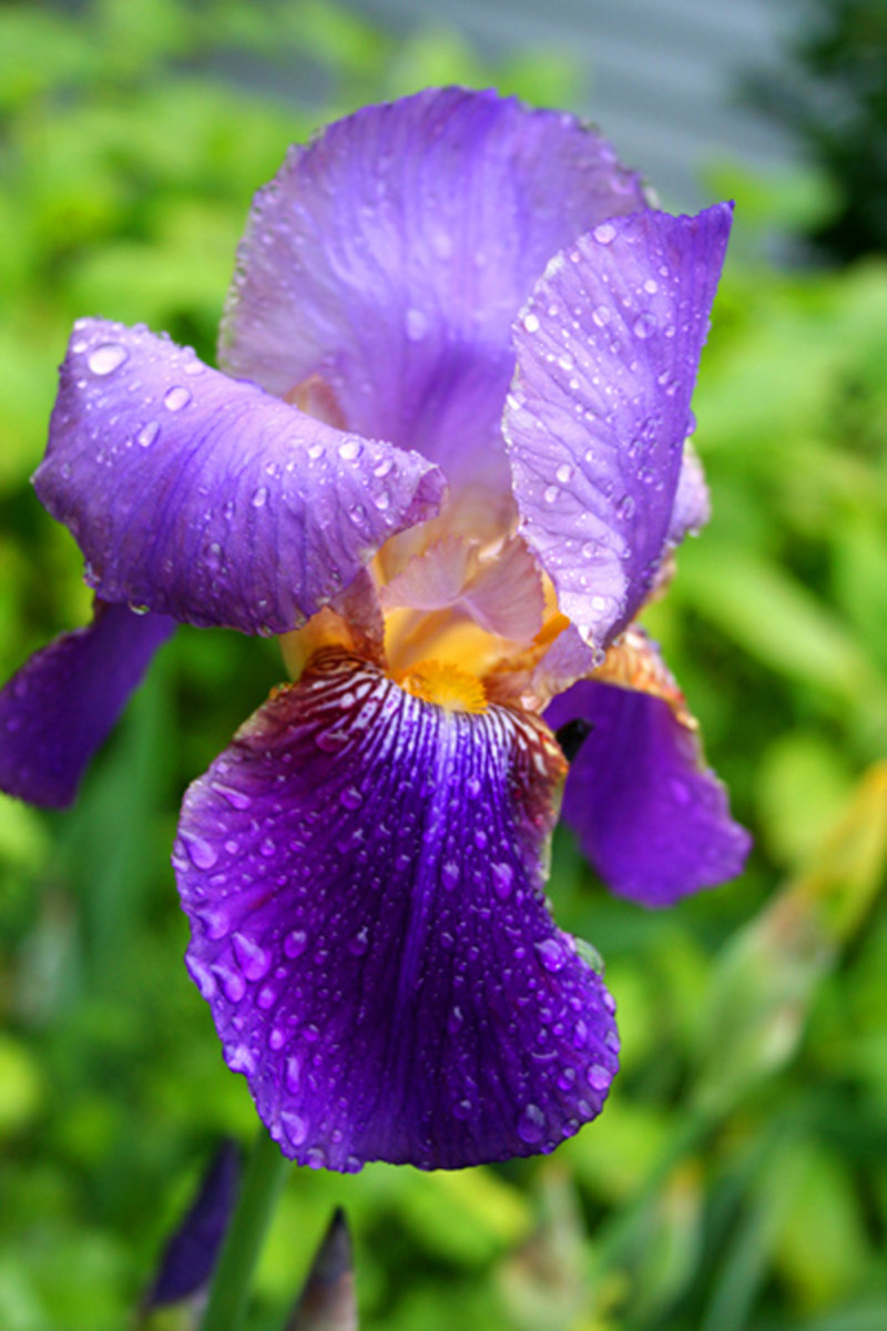 More close up purple Iris