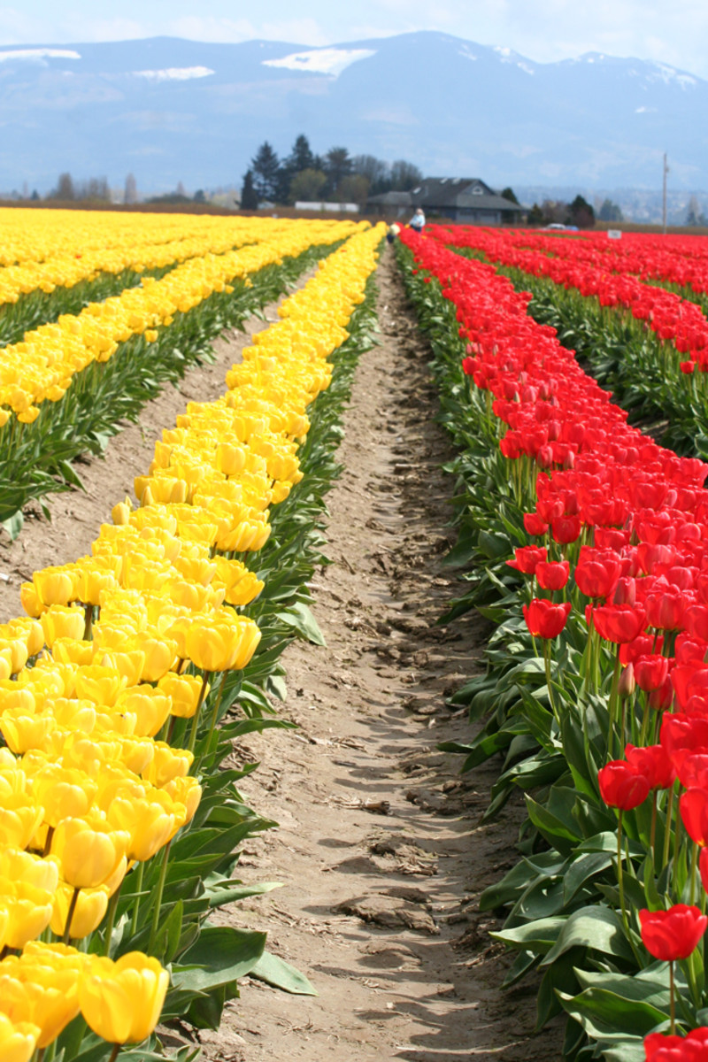 Rows of yellow and red tulips