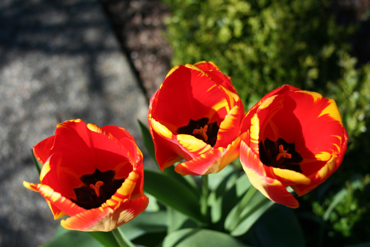 Slightly open yellow and red tulips