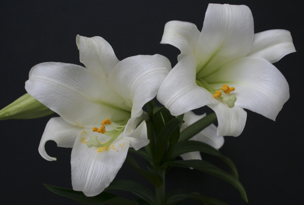 Elegant white lilies