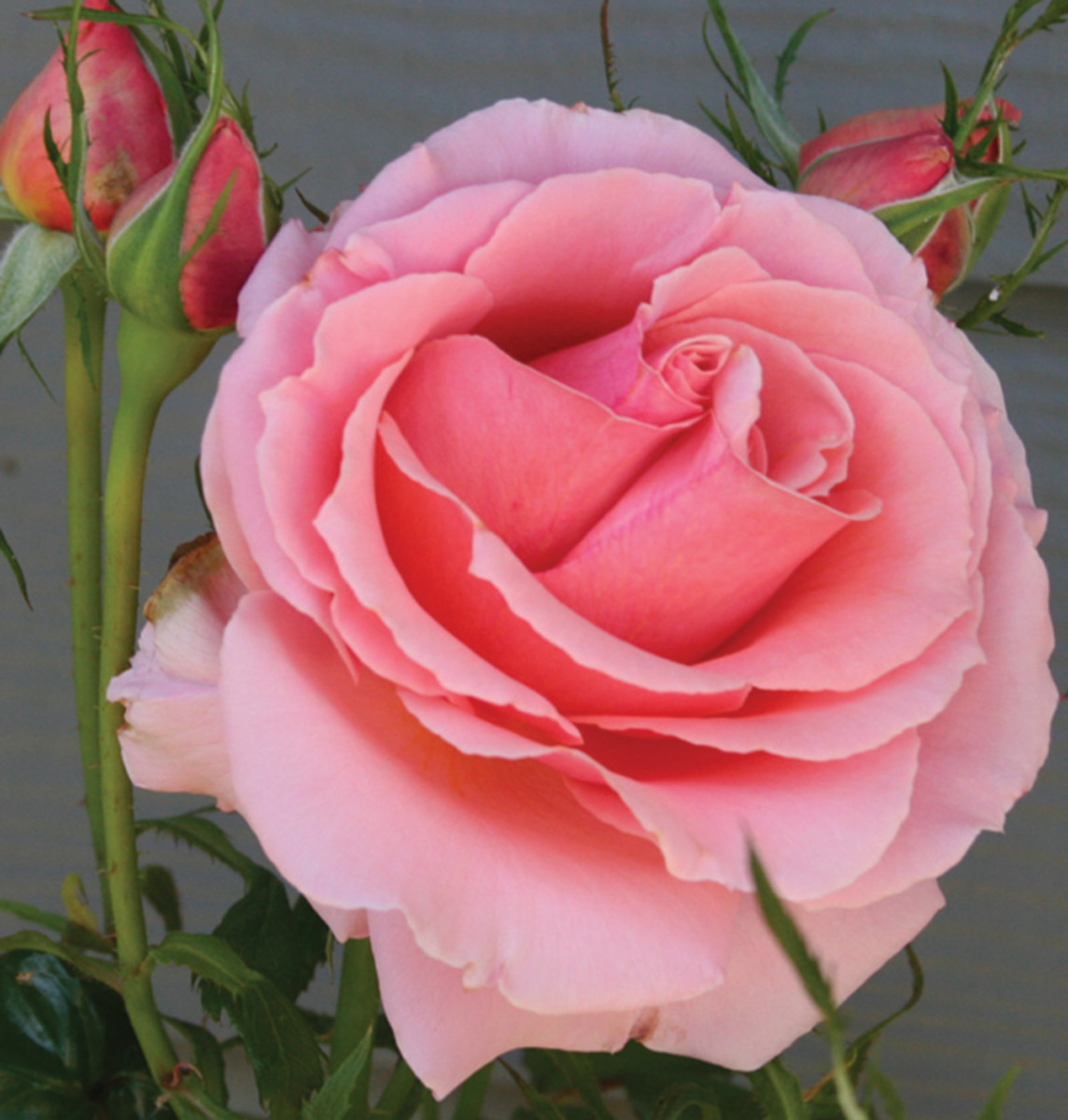 Awesome pink rose