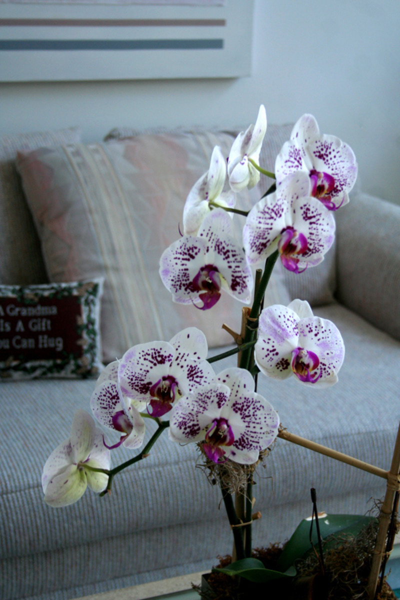 My beautiful orchids!