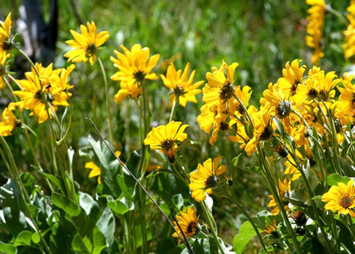 Wild yellow daisies