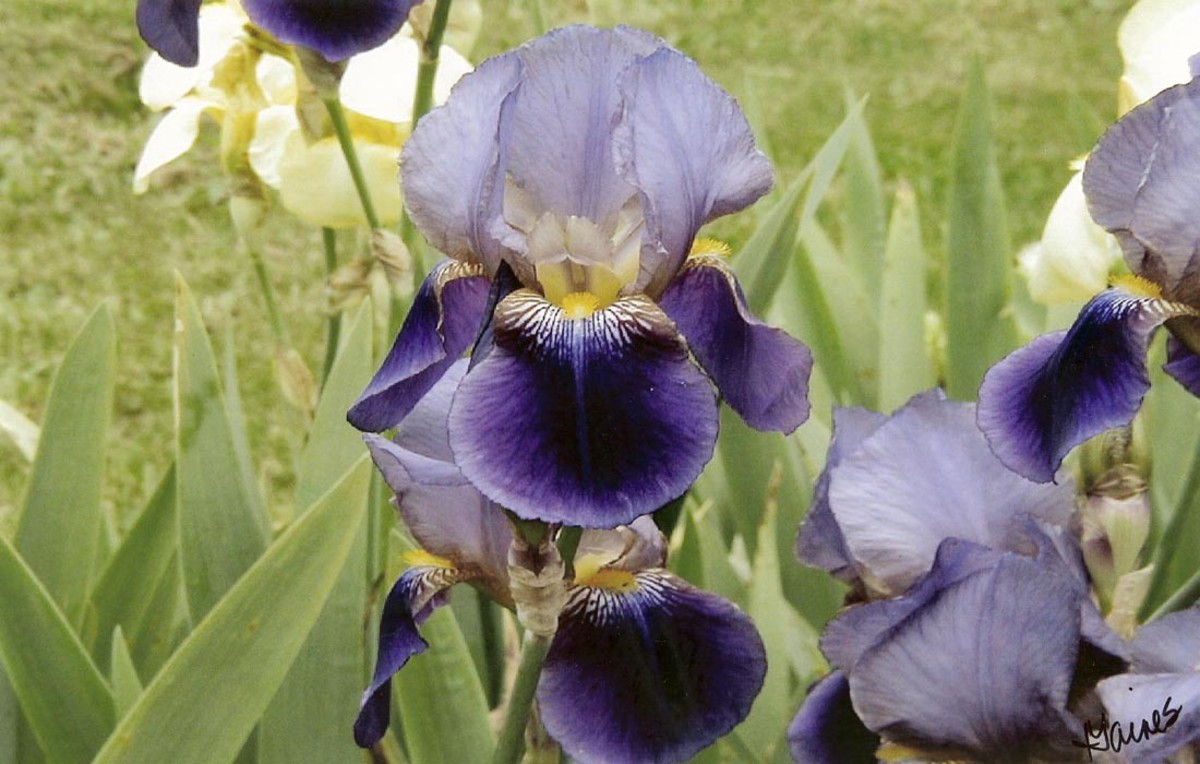 My Iris Garden