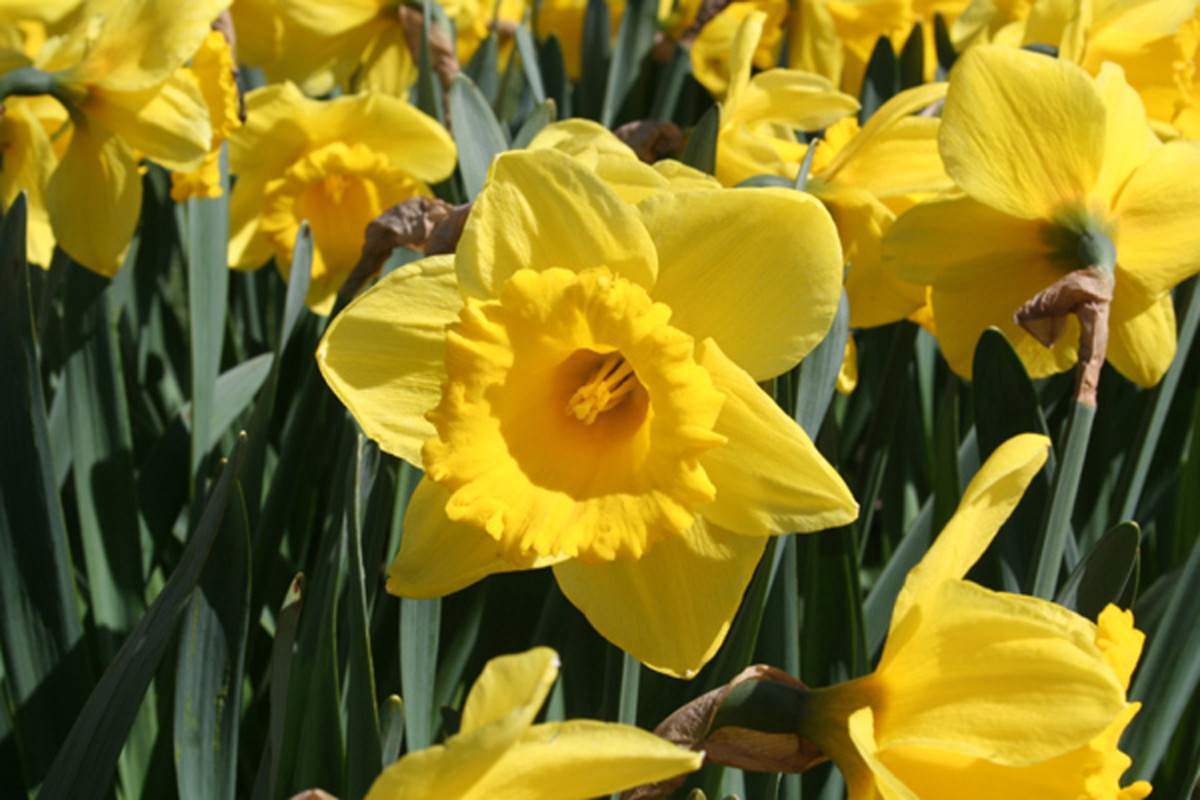 Yellow daffodiles