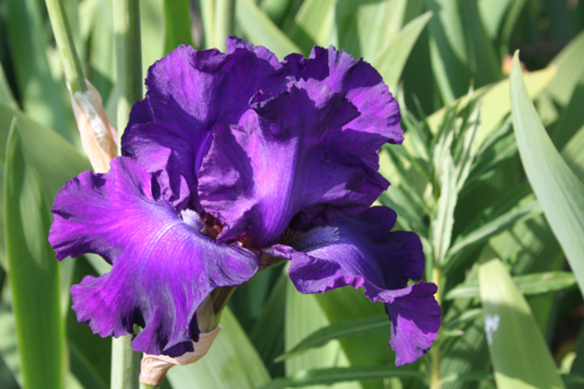 Solid purple Iris