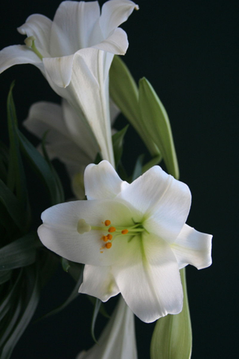 White lily with black board background - breathtaking!