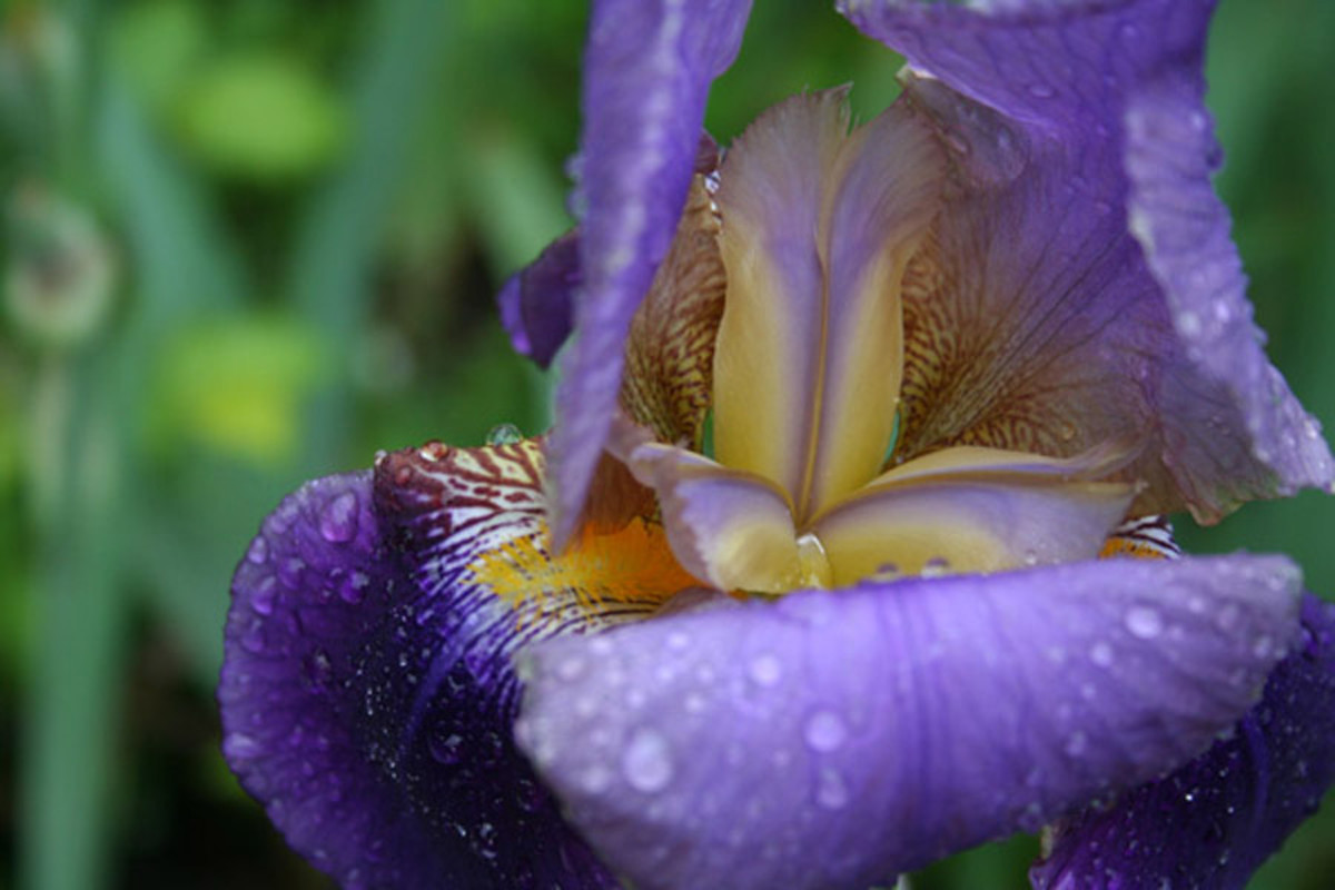 Iris with dew drops