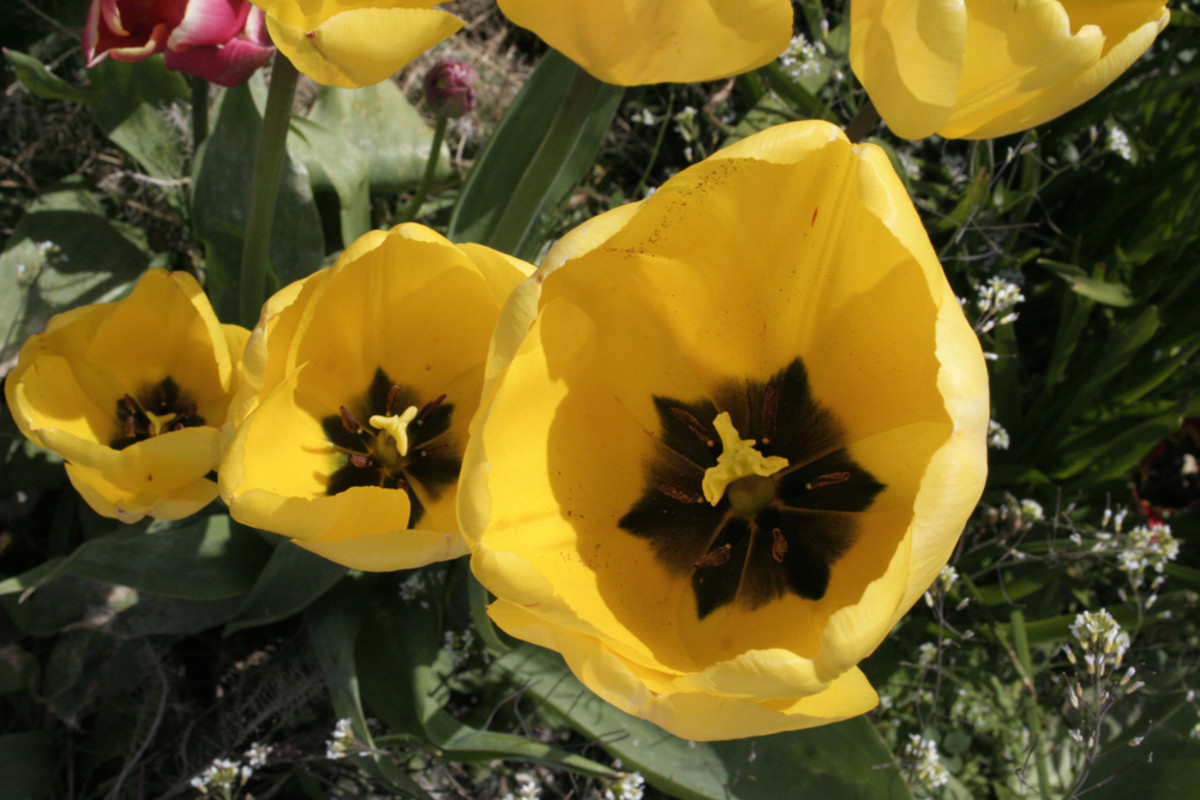 Open yellow tulips