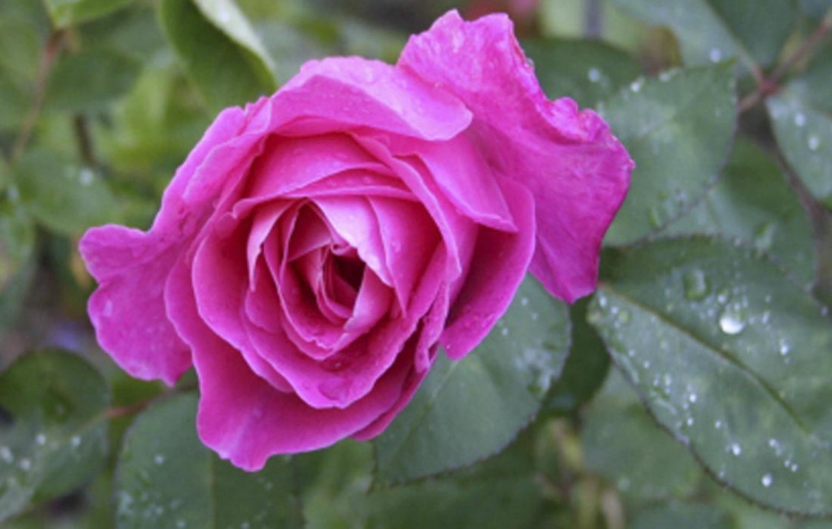 Baby pink rose