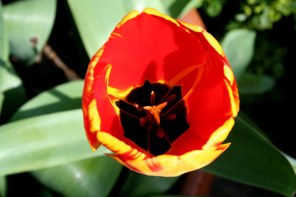 Open yellow/red tulip