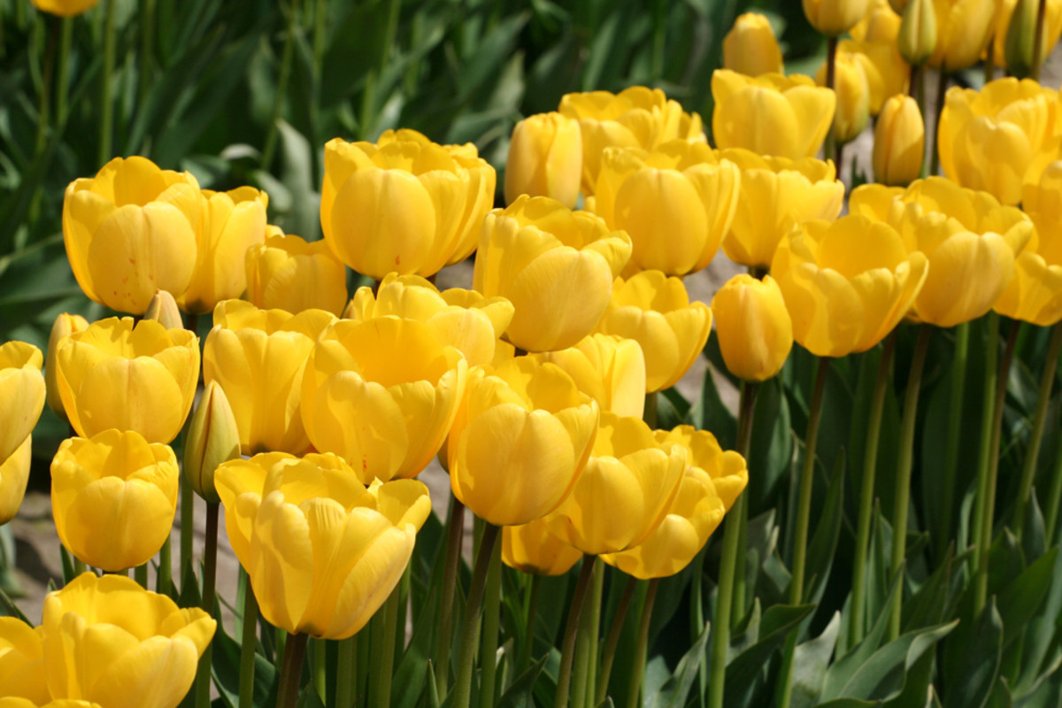 Simply stunning yellow tulips