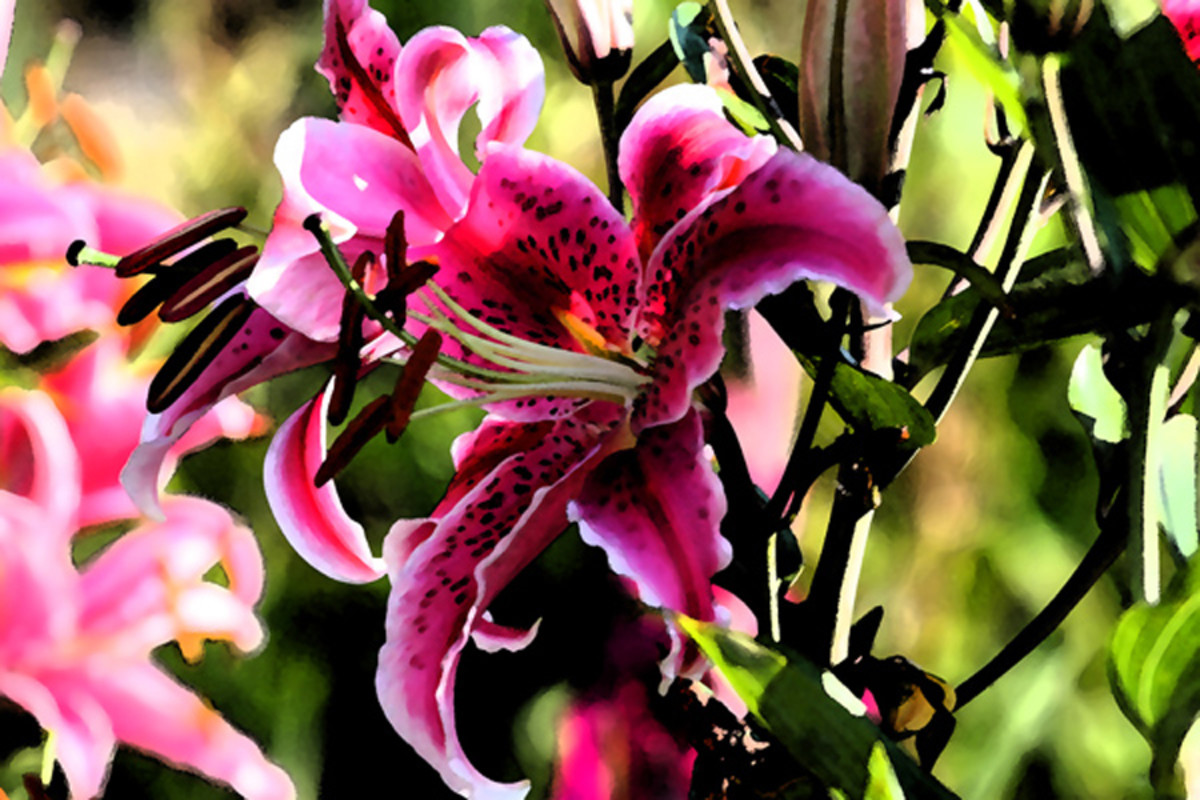 Pink lilies with digital effects 