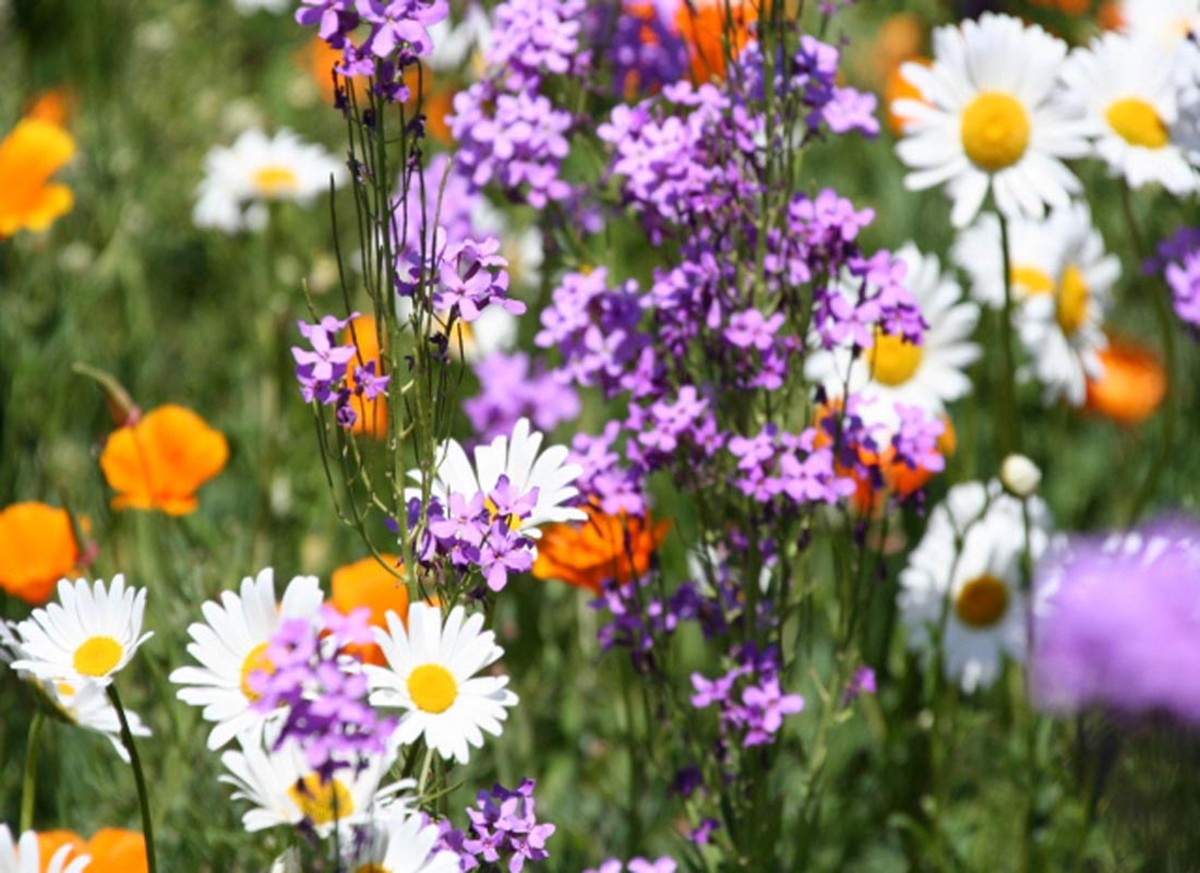 Wildflowers found in the Oregon coast