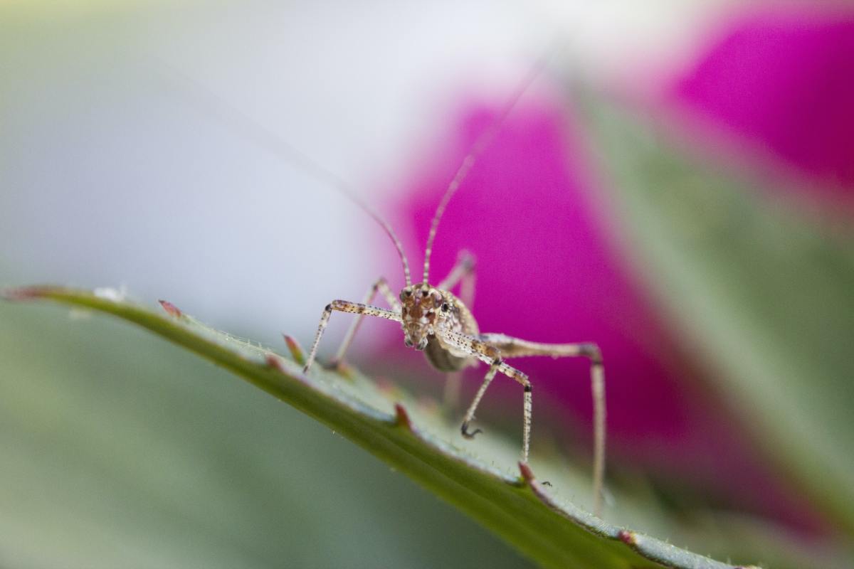 Best Way To Treat Infected Insect Bites