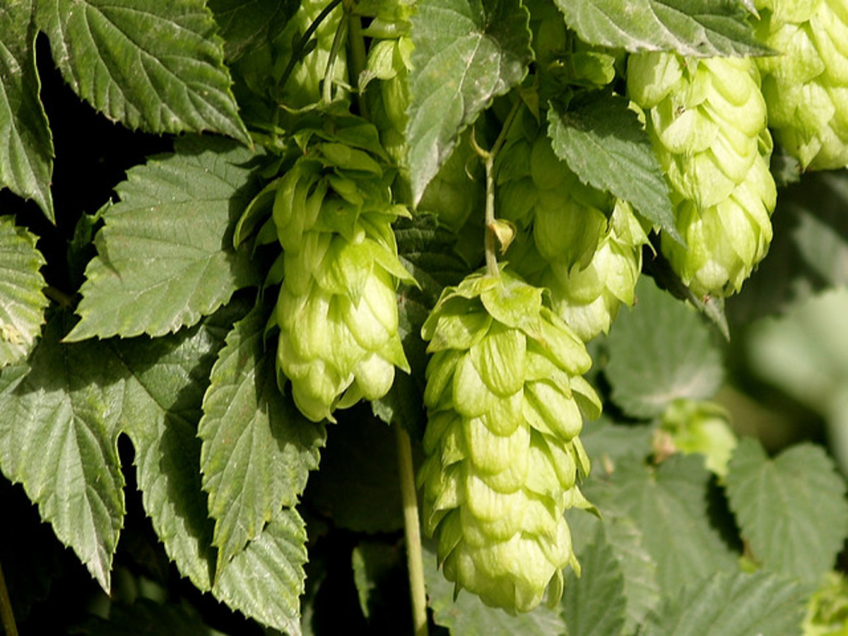 Hops (Humulus lupulus L.)