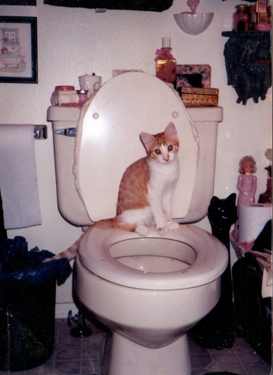 Setzer as a young kitten. Should I have trained her in the toilet? She seemed pretty comfortable. 