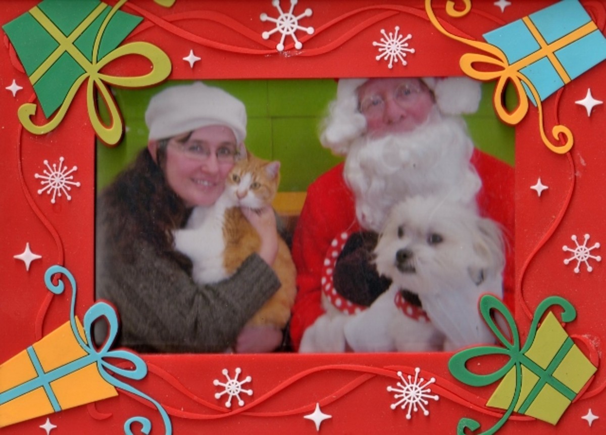Setzer was pretty calm (for a cat, at least) to visit PetSmart to visit Santa Claus