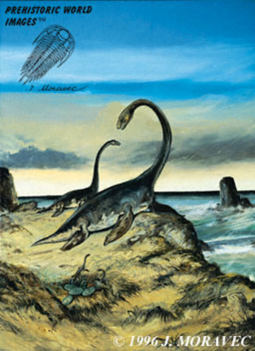 Plesiosaurus (Jurassic Period)  