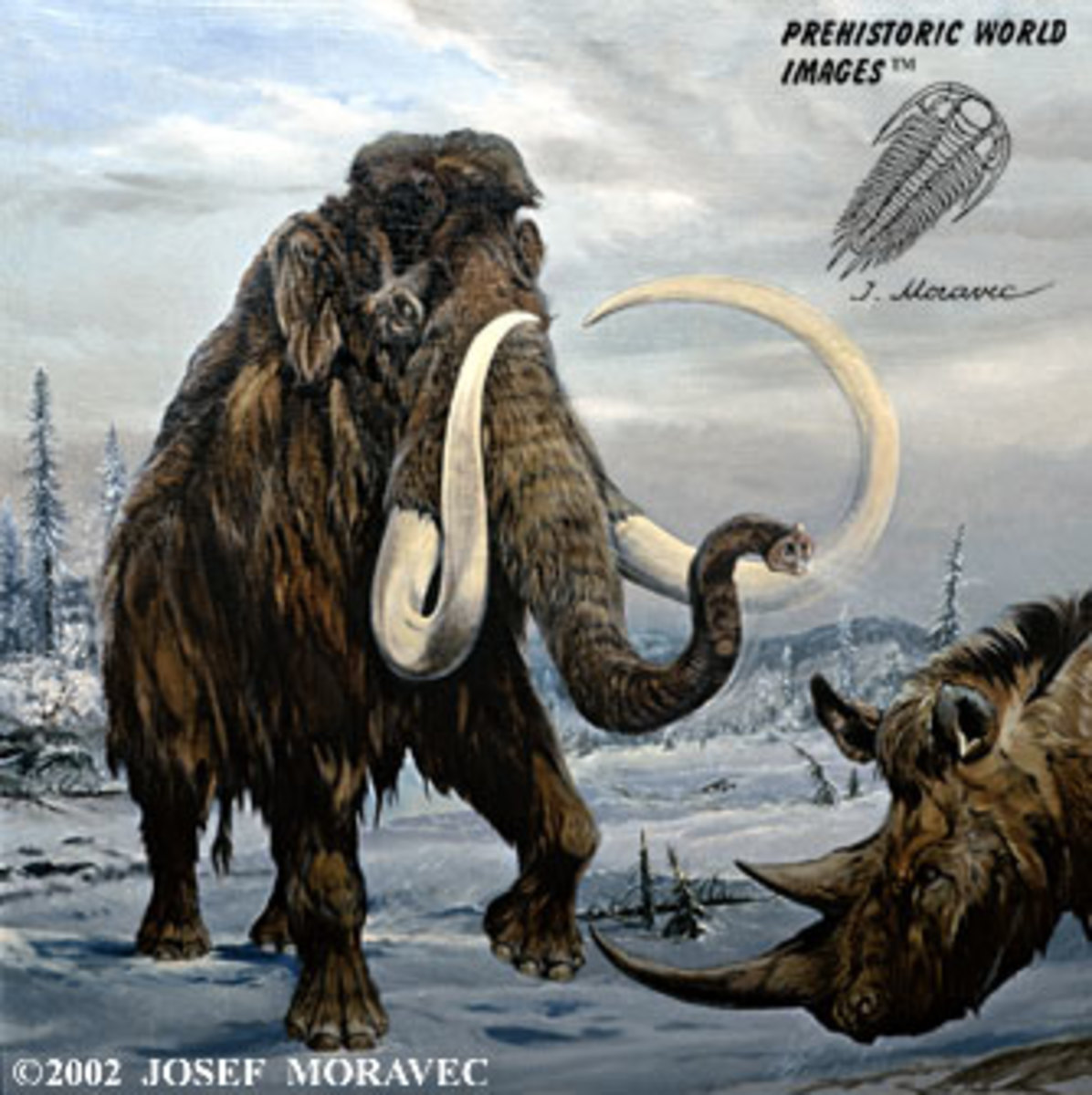 Wooly Mammoth  (Pleistocene Period 10,000 years ago)