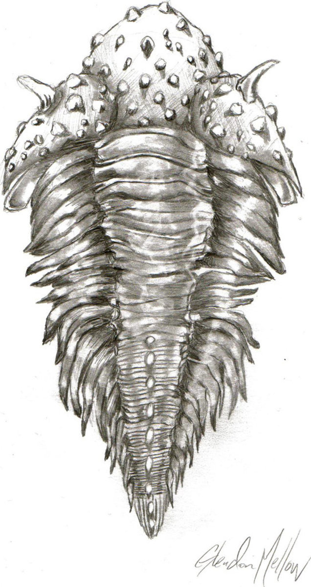 Encrinurus Trilobite 