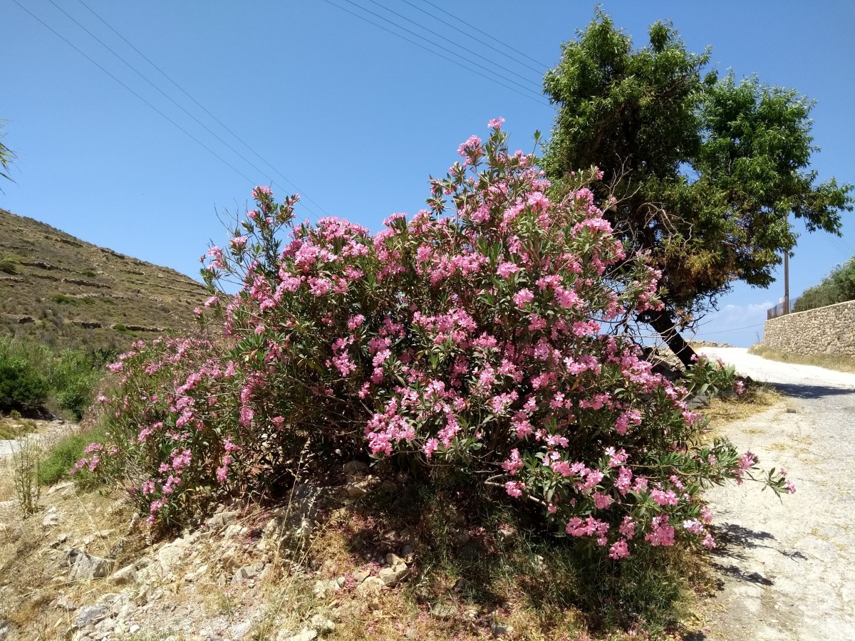 Oleander bushes are a common sight on Paros.