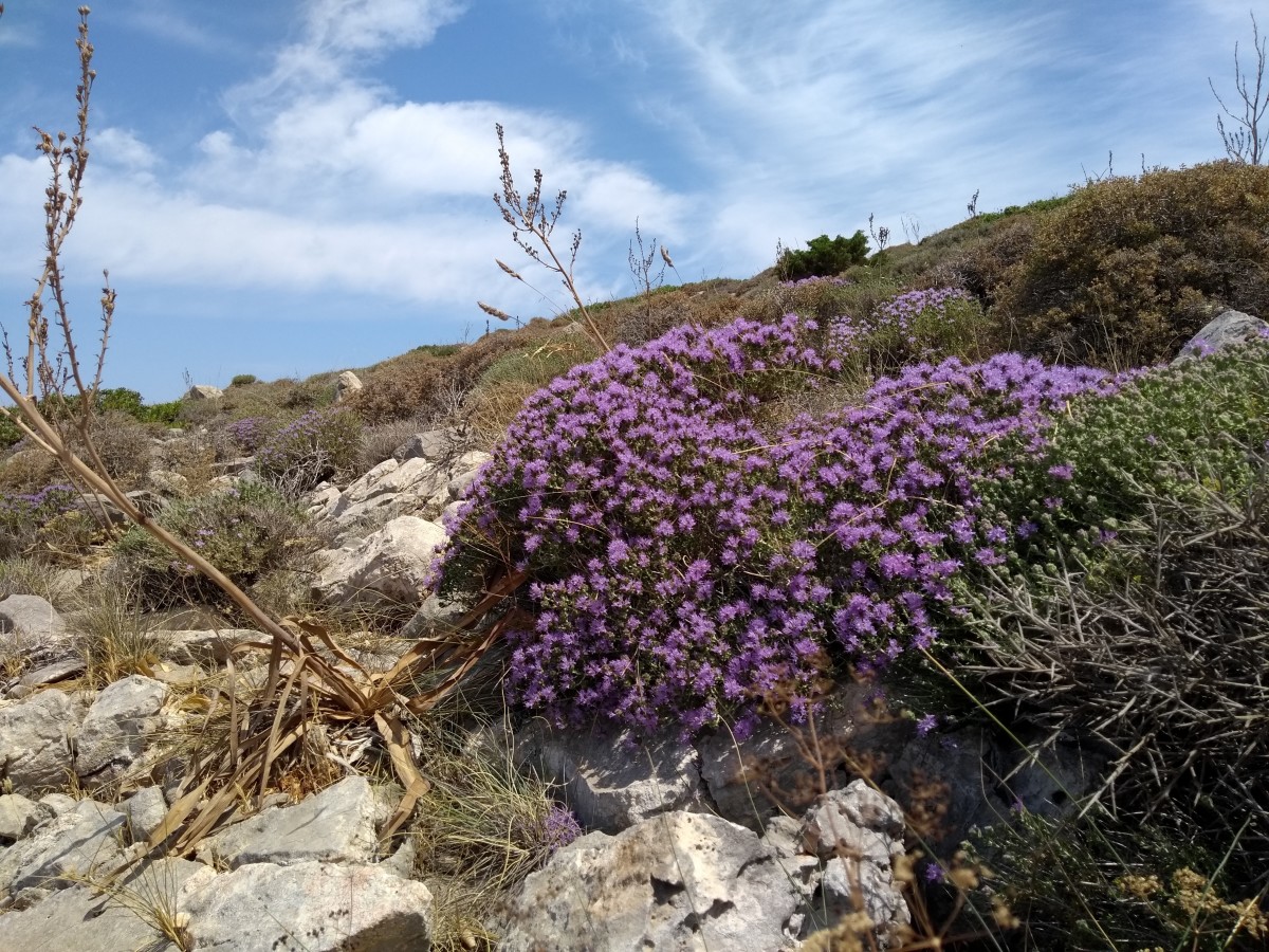This is either wild thyme or rosemary. I haven't positively identified it yet.