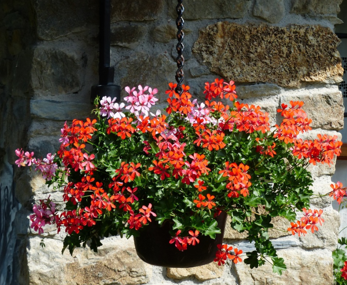 Ivy geraniums trailing from a hanging pot