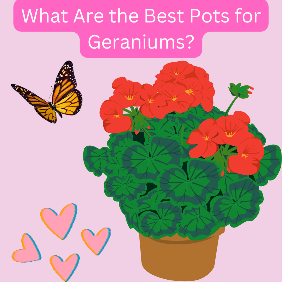 What Are the Best Pots for Geraniums (Pelargoniums)?