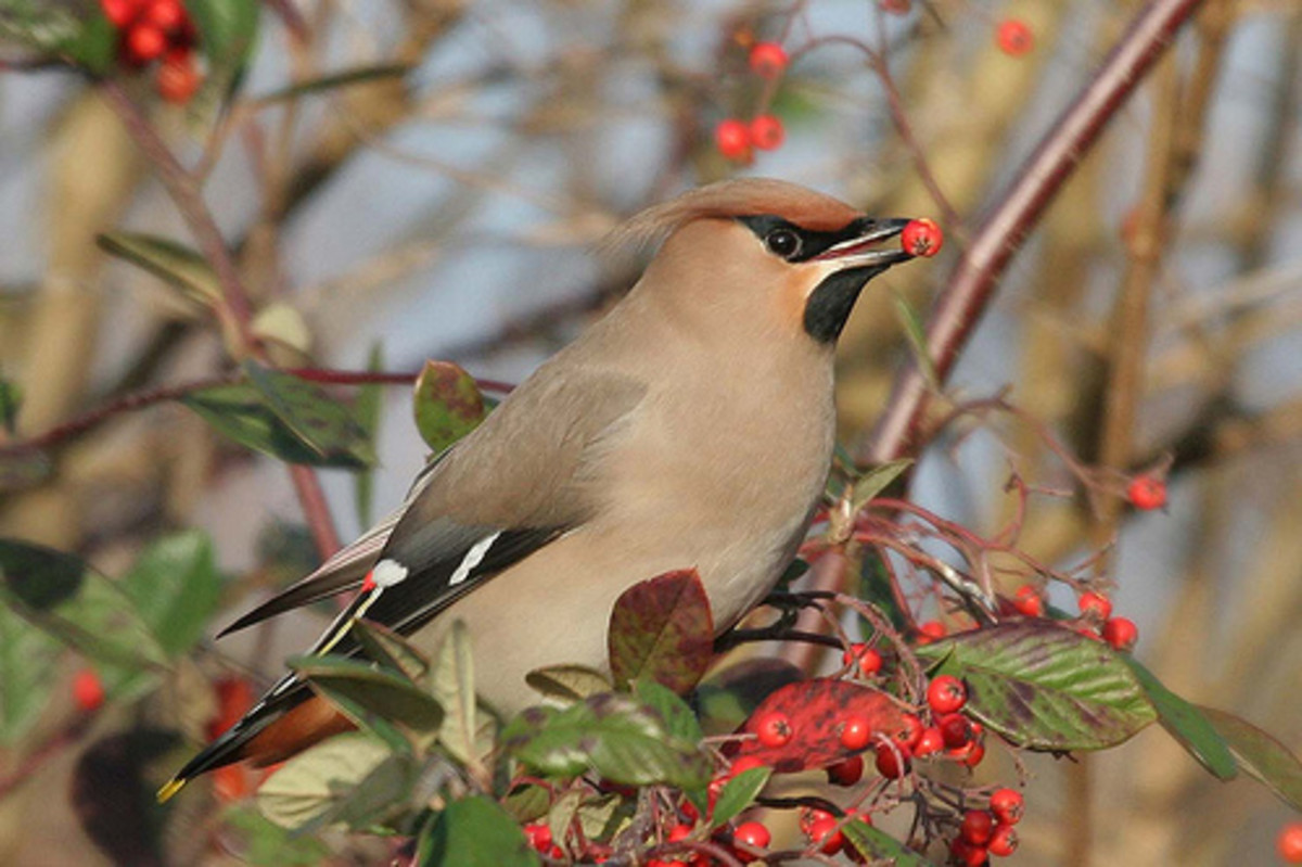 What are the best plants to grow for wild birds?