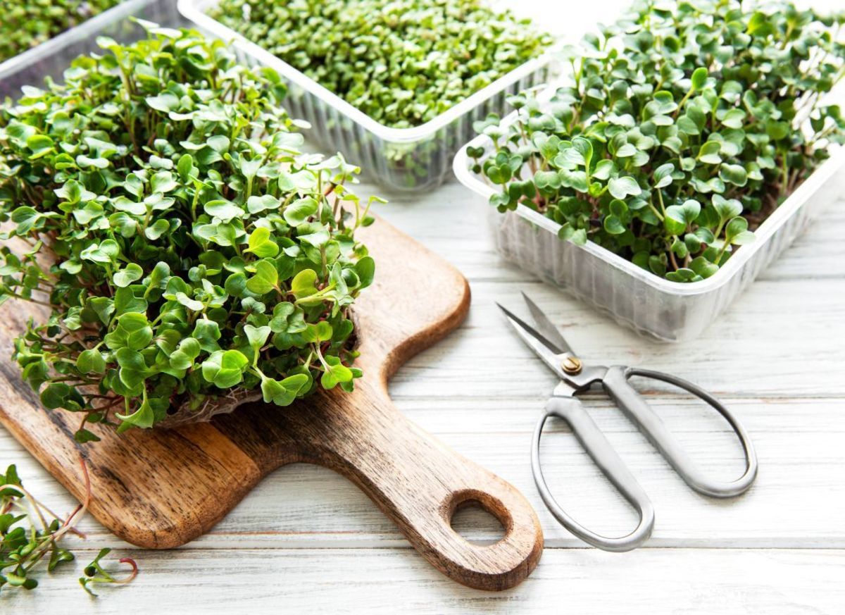 Can You Freeze Microgreens? Delishably