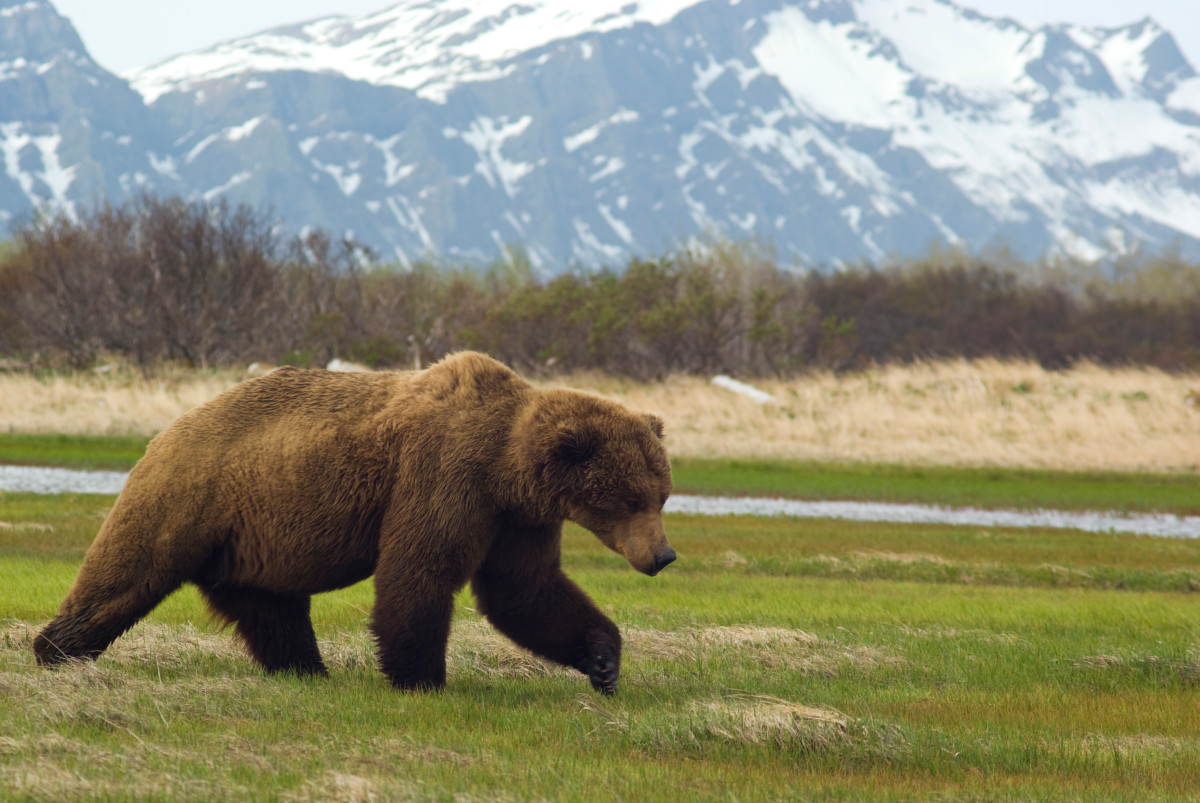 video-of-man-getting-stared-down-by-grizzly-bear-in-alaska-is-tough-to