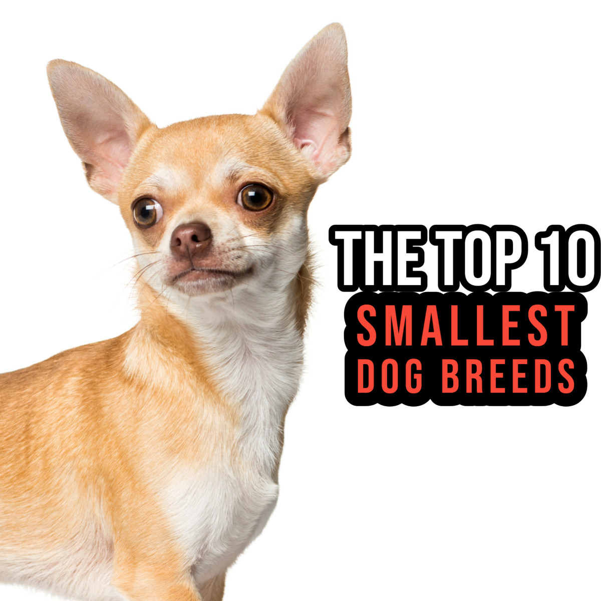 From the Pug to the Chihuahua, this article ranks the 10 smallest dog breeds!