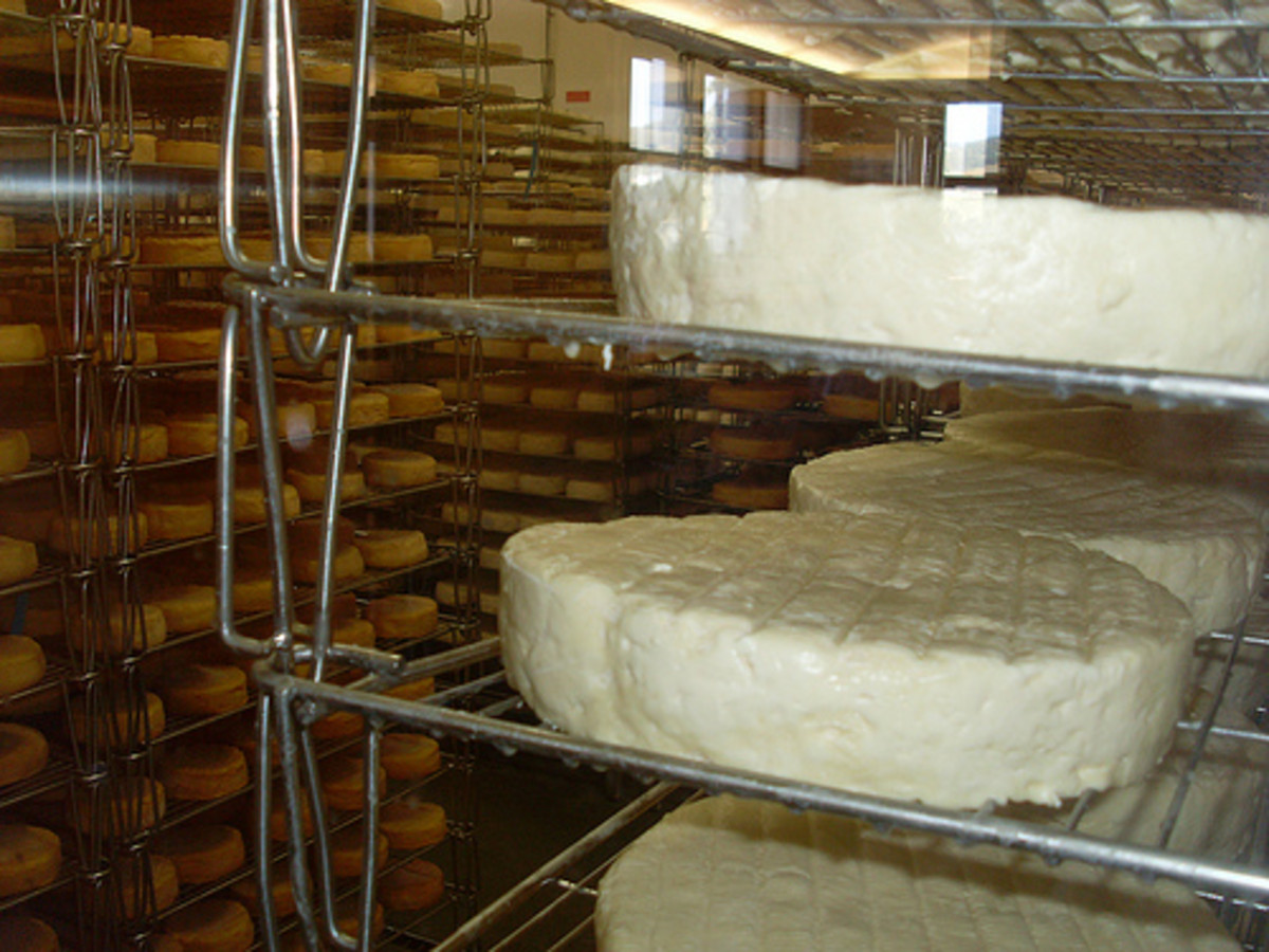 Cottage Cheese Favorited in Bodybuilding HubPages