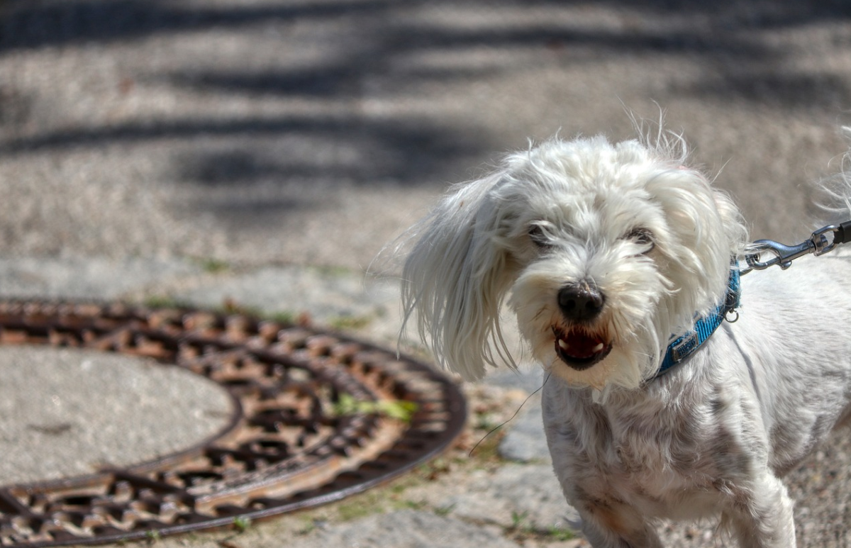 10 Tips to Stop a Dog From Being Reactive on Leash PetHelpful