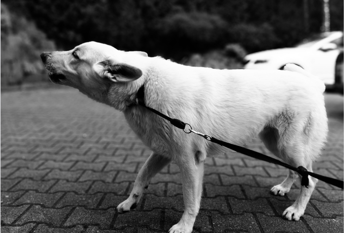 10 Tips to Stop a Dog From Being Reactive on Leash