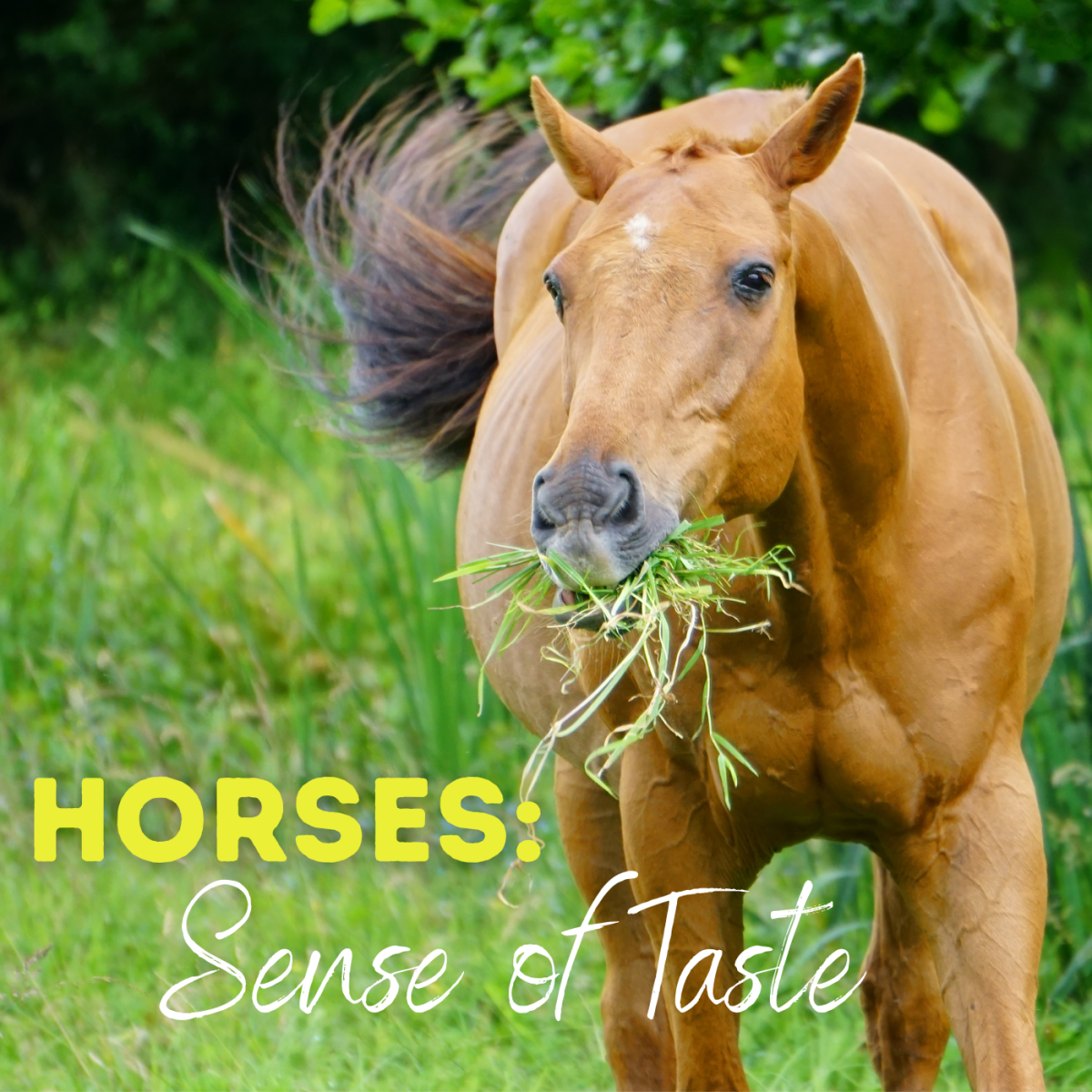 horses-and-their-sense-of-taste