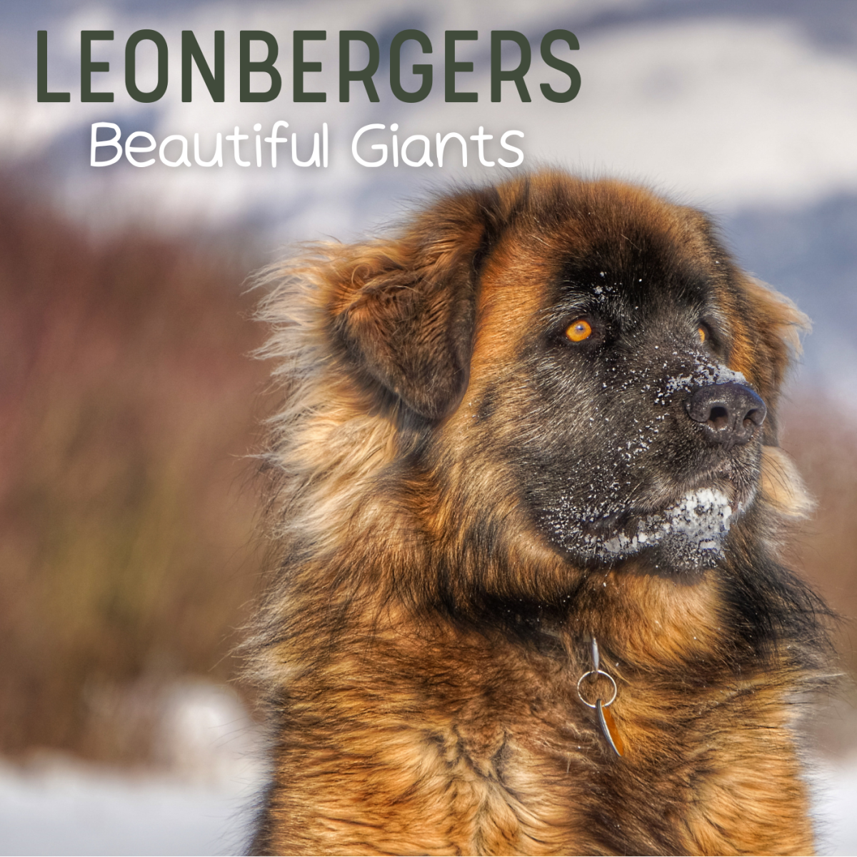 Leonberger: One of the Largest Dogs in the World