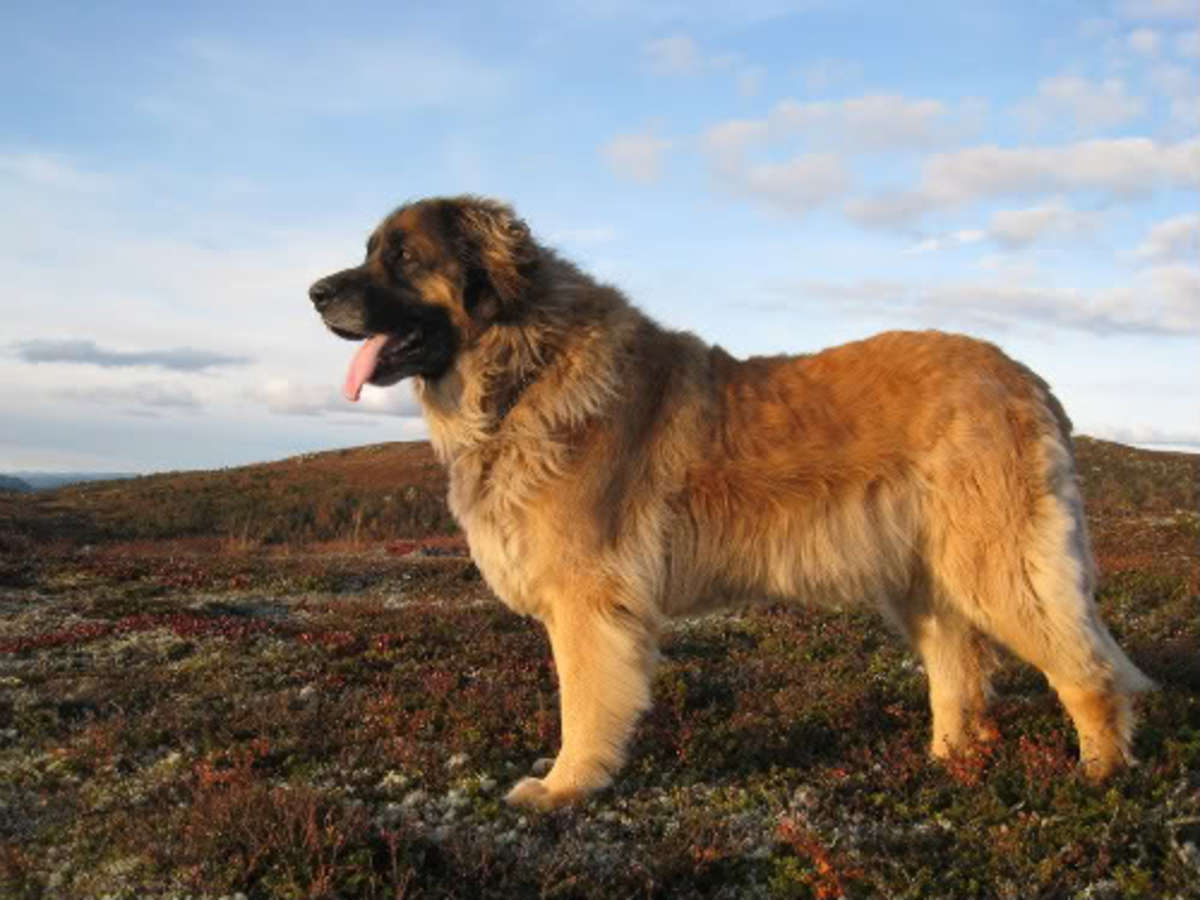 Leonberger One of the Largest Dogs in the World PetHelpful