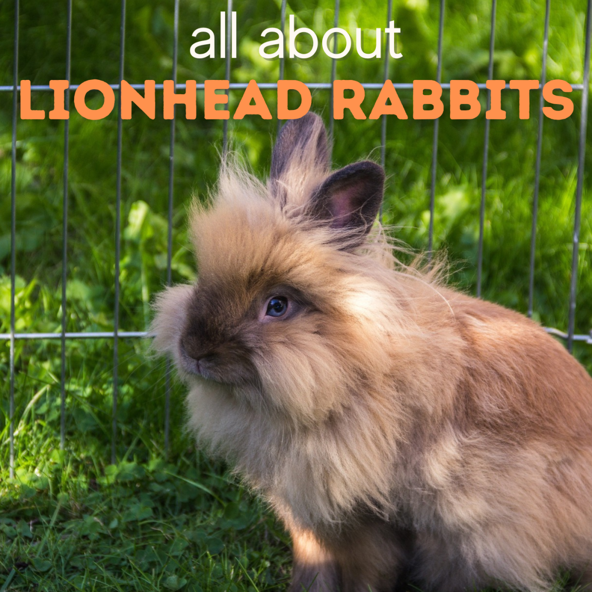 Lionhead Rabbits: All About These Cute and Unusual Bunnies